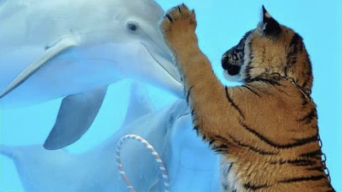 一枚の写真『陸の獣王でも海には弱い』