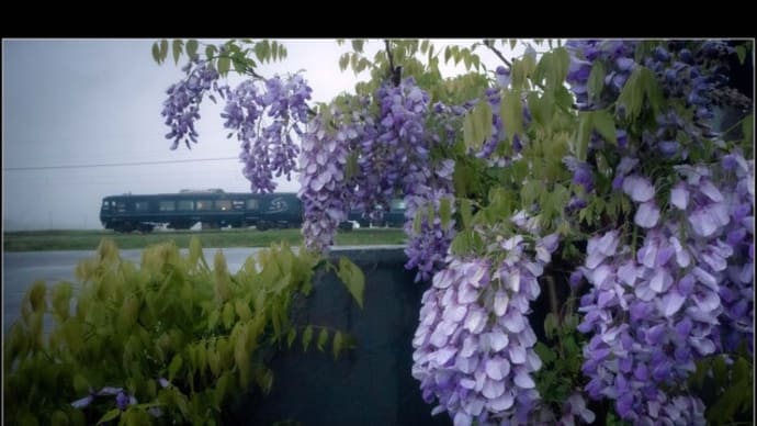 藤の花が見頃のGW