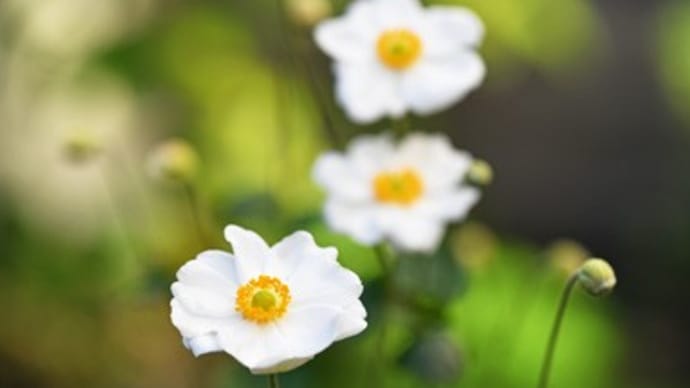 白花秋明菊