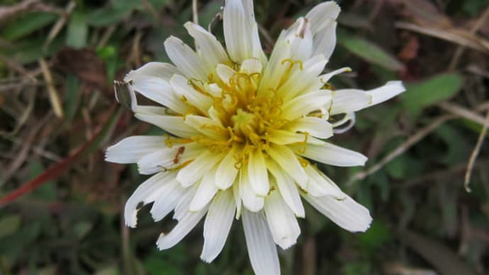 white-flowering Japanese dandelion