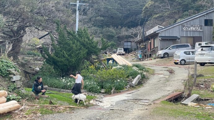 上五島 ヤギ探しの旅記録 〜上五島で出会ったヤギたち