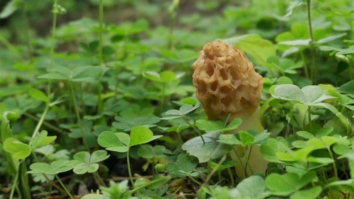 庭の植物　井原高校のこと