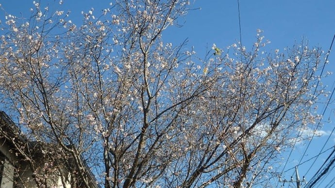 十月の桜見ごろでまわり道（西小仙波・中院）
