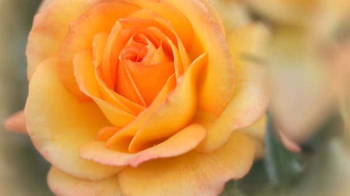 ★住宅地に咲く薔薇たち🌹🌹🌹 2023