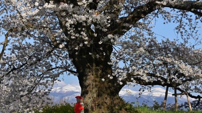 No.837 日向の人待ち地蔵桜他