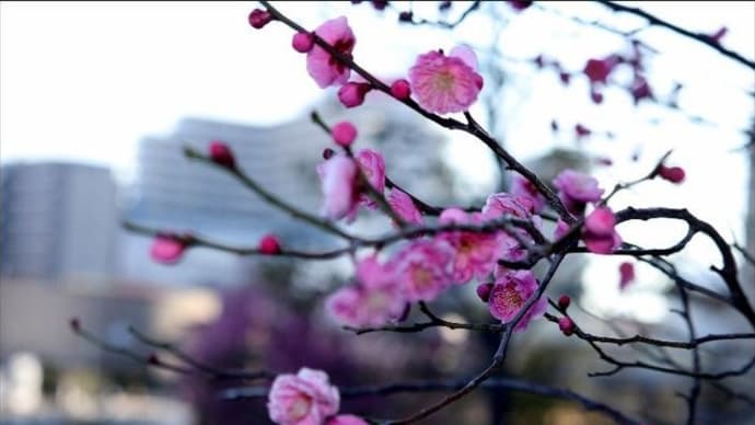 地元では紅梅が早く咲くようです。