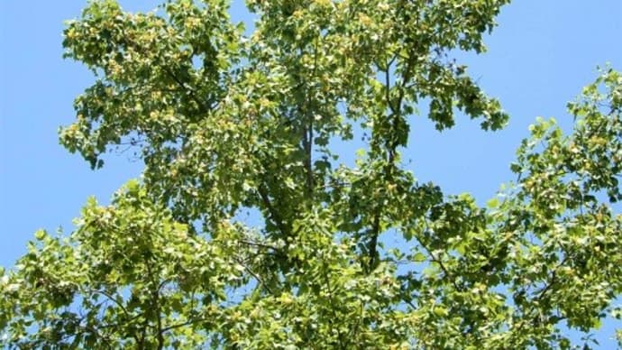 神戸市立森林植物園ぶらぶら歩き。・・・2