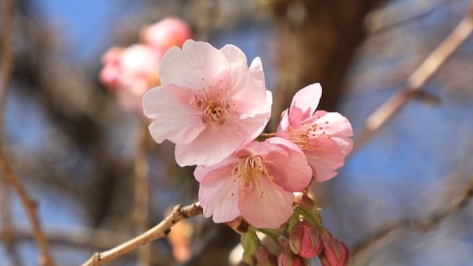 伊勢崎市民の森の河津桜2024(その2)
