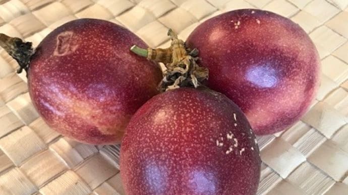 ベランダで育てているパッションフルーツが食べごろ