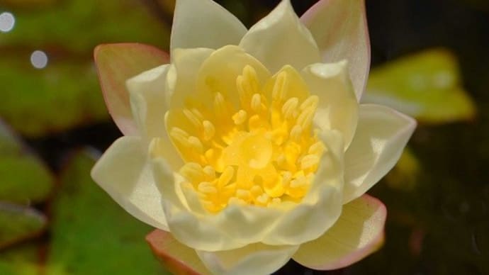 睡蓮鉢で咲く「姫スイレン」の黄花種
