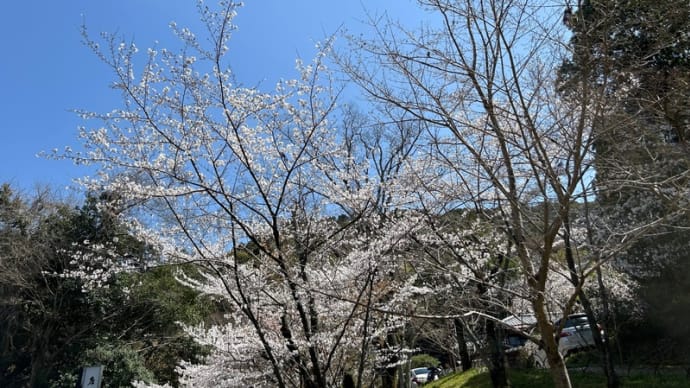  あまり桜を楽しめなかった関西紀行（2024年3月～4月）（Day-3-4)（11）