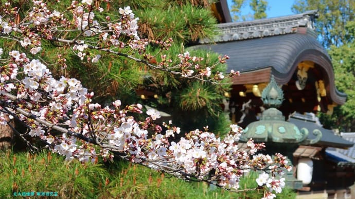 【京都幕間旅情】今宮神社,やすらい祭は西陣と紫野御霊会が願う疾病祓い一千余年の伝統行事