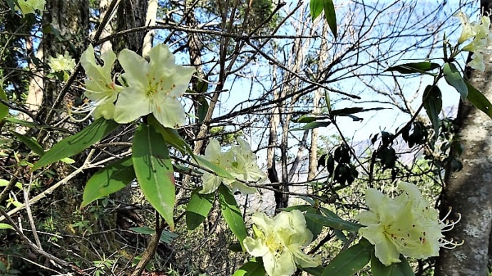 花の山・坪山に登る