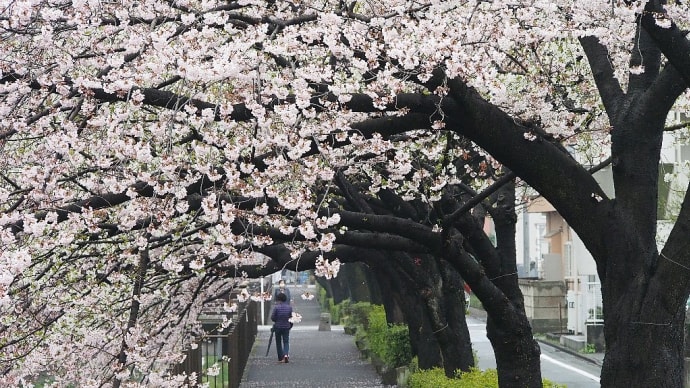 日曜日の桜撮りは