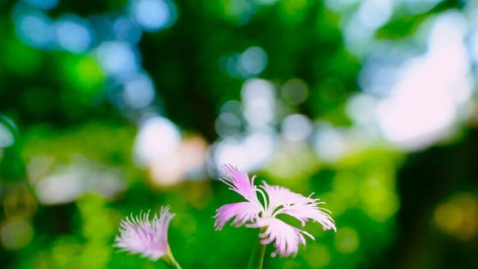 カワラナデシコ、ノウゼンカズラとジャコウアゲハの幼虫(板橋区立赤塚植物園 2025.7.5 撮影)