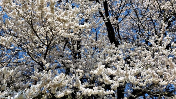 ２０２２・４・１９　ながの百景　芋井の神代桜