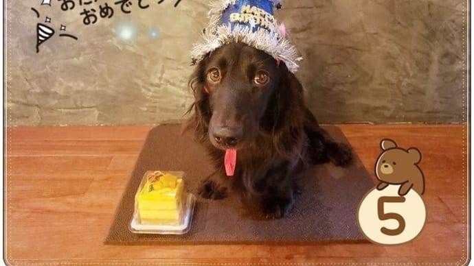 ネロ君5歳