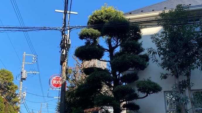 渋谷でマキノキ刈込みなど 新宿区植木屋 鈴木商店のブログ