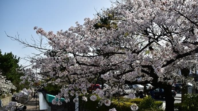 堀川の桜並木