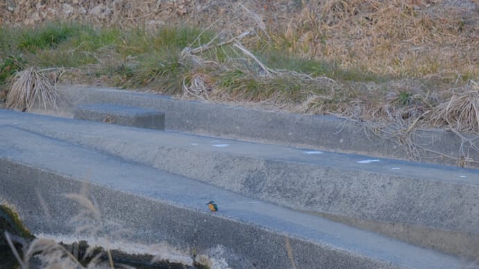 sakeの歩窓から(鳥撮りで朝散歩)