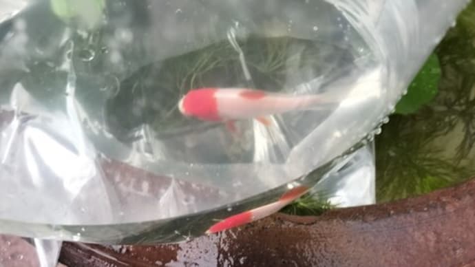 金魚コメットお迎えしました~