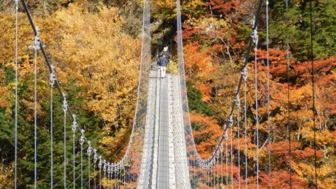 畑薙大吊橋の紅葉