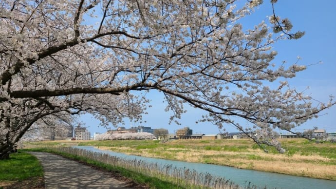 おウチde俳句クラブに入りました(´∀`*)ウフフ