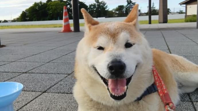 どうどう、でっぷりの15キロ