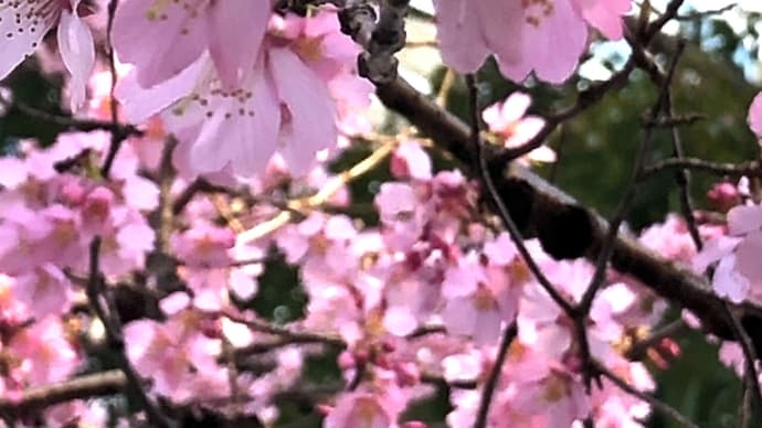 🌸akkutyのお散歩🌸大通り公園付近