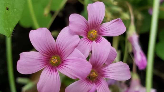 イモカタバミの花