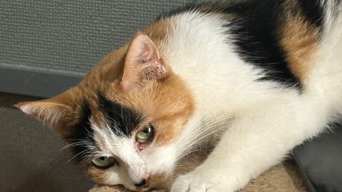 看板猫がいるお店で猫飲み スナック子猫さん 予告編 (2506)