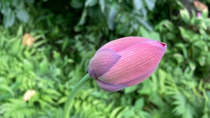 蓮が膨らんできたよ