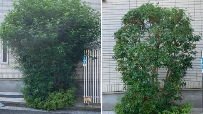 シマトネリコをそよそよと風にそよぐような感じの剪定作業