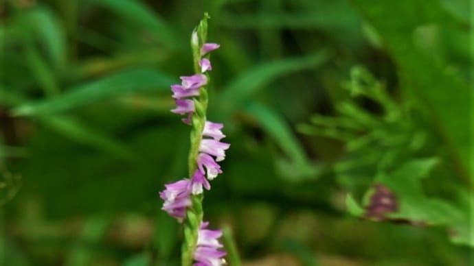 ネジバナ(捩花)・チダケサシ(乳茸刺)・ハゼラン(爆蘭)・アオクサカメムシ・クモ・俳句鑑賞