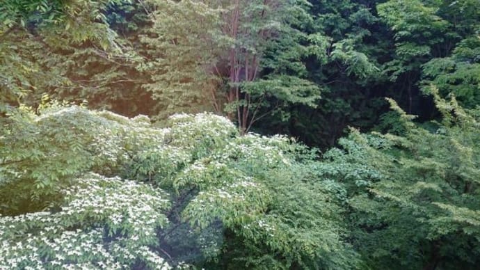 鍼灸治療