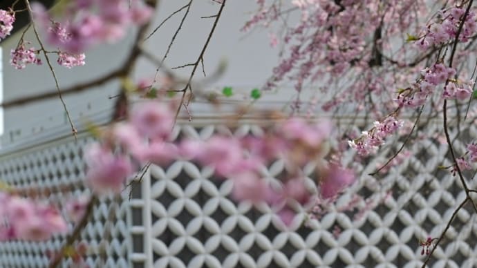 原村郷土館の桜