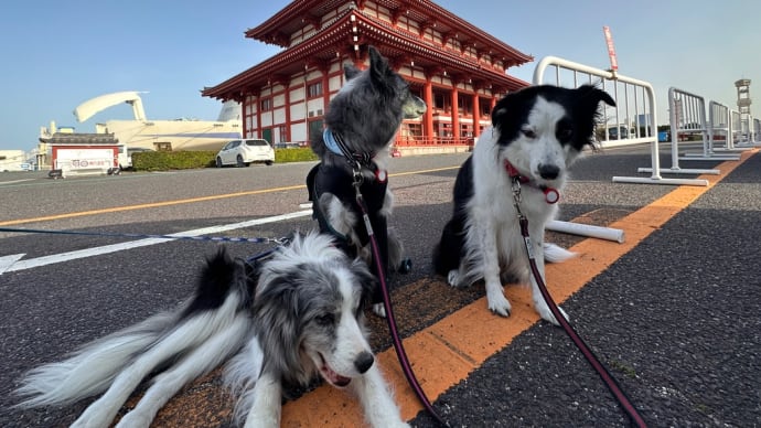 さあ ハイシニア🐕連れ遠征だ❣️