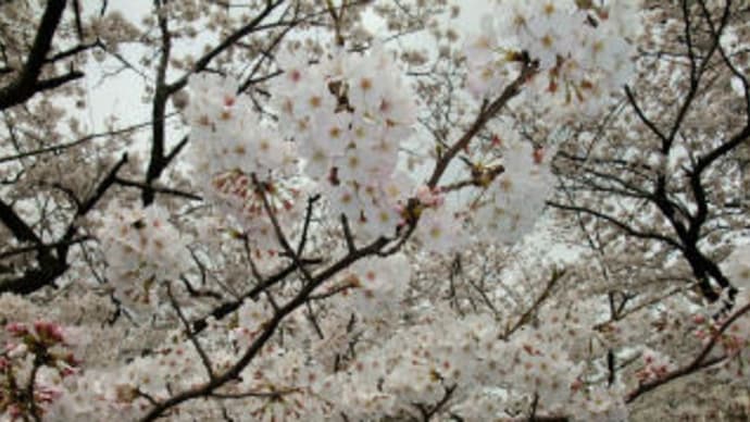 満開の♪・・桜&ラナンキュラスの寄せ植え