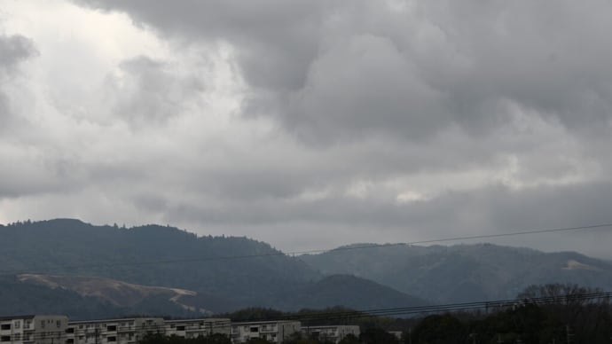 山茱萸が満開に