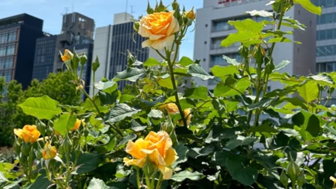 ビルの谷間でピクニック