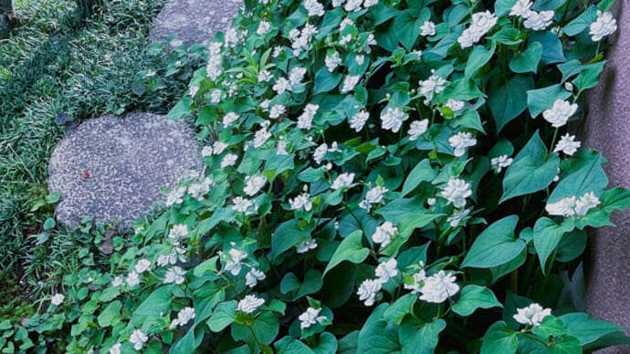 ●我が家の6月の花(6) 八重のドクダミ(白雪姫)がいっぱい