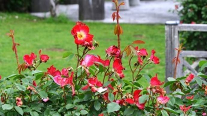 半田山植物園の花々