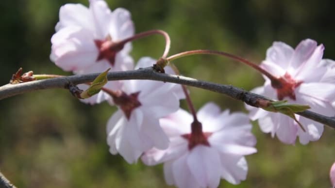 浜寺公園里山の花たち
