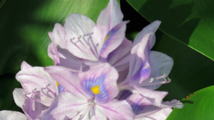 Water Hyacinth