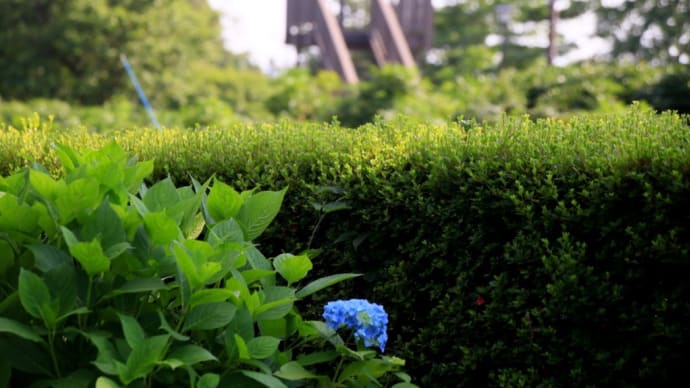 ボタン園の紫陽花