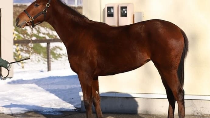【ディメンシオン’23】最近の上昇度ではこの馬が一番!