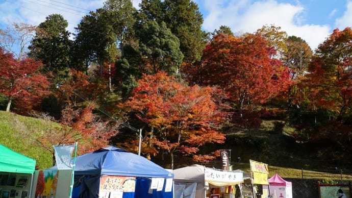 2024最上山もみじ最新情報 ⑦ 11/30