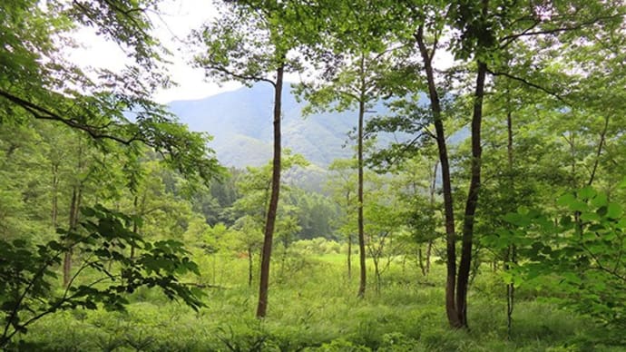 親海湿原・姫川源流植物帯