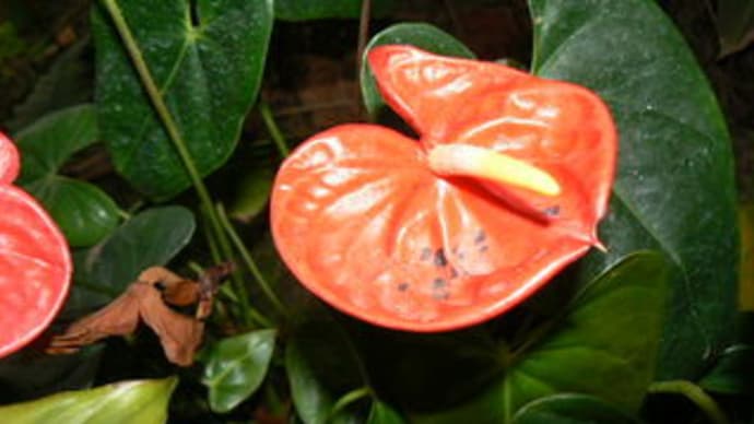 アンスリウム アンドレアナム オオベニウチワ 大紅団扇 Peaの植物図鑑