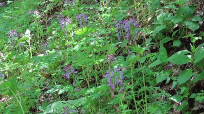 高ボッチ高原・鉢伏山で最近咲いている花　ムラサキケマン（紫華鬘）